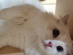 -瞄一喵猫咖(格力海岸店)