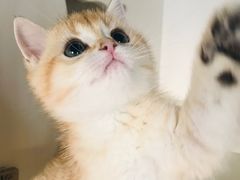 -东方名猫馆·英短金渐层布偶猫舍(环线广场1号楼店)