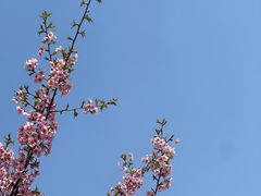-顾村公园