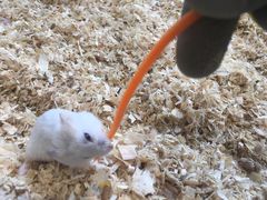 -怪兽屋·羊驼·猫咖·狗咖(俊华广场店)