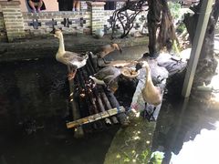 -优之名鹅城
