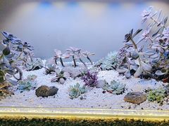 -街角等你.大连海鲜烧烤.经典铁板海鲜串(西安路店)