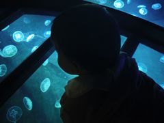 -海合安成都极地海洋公园
