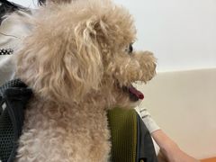 -爱妮康宠物医院·干细胞免疫细胞·肿瘤·心脏(张江店)