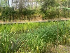 -合肥滨湖国家森林公园