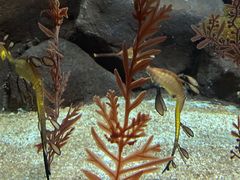 -上海海洋水族馆