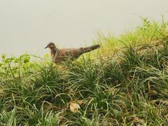 -西北湖绿化广场