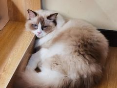 -滚猫咖啡·猫咖·猫友好撸猫(未来城店)