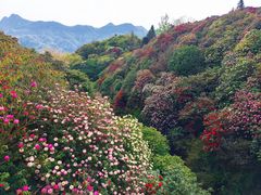 -贵州百里杜鹃风景名胜区