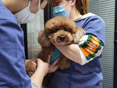 -伟伟宠物医院·CT影像中心·瑞派犬猫综合性门诊(汉口总院)