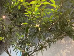 -喜茶(珠海华发商都店)