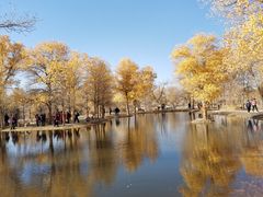 -金塔沙漠胡杨林景区