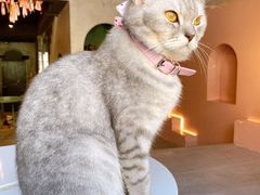 -猫儿山۰猫主题餐厅