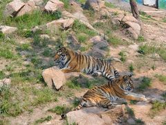 -西霞口神雕山野生动物世界