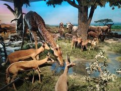 -国家自然博物馆