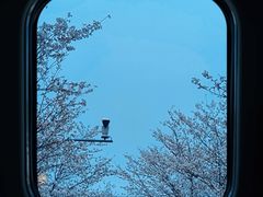 -高东镇樱花园