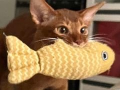 -清真-戏楼王记牛肉面