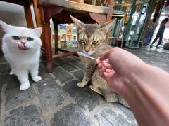 -喵屿·大理花园猫咖