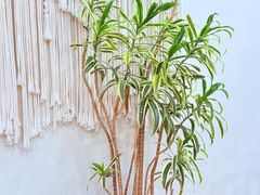 -AHAVA·Fang Baking Studio