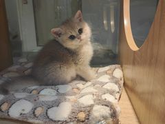 -BABIT巴比特宠物(MOMOPARK店)