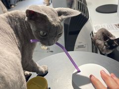 -琪喵猫屋·撸猫猫咖·猫舍