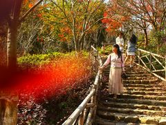 -田野绿世界
