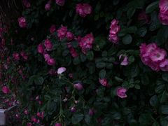 -都江堰玫瑰花溪谷