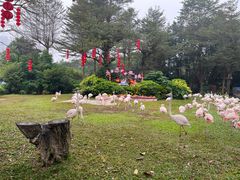 -广州长隆飞鸟乐园