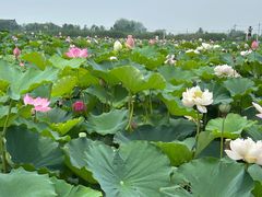 -渌洋湖湿地公园