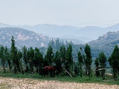 -伏羲山旅游区