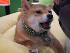 -逗柴咖啡屋·狗咖猫咖宠物桌游
