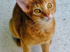 -飞行喵MR PILOT|猫舍·猫咖(静安大融城店)