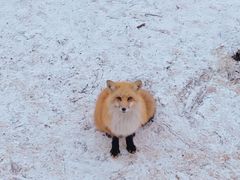 -宫城藏王狐狸村