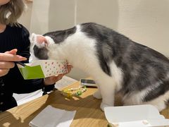 -藏猫猫咖啡主题馆(中央大道店)
