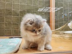 -帕帕拉兹宠物(亚洲旗舰店)