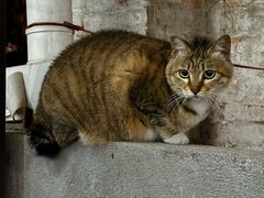 -章记正宗南岗鱼蛋火锅