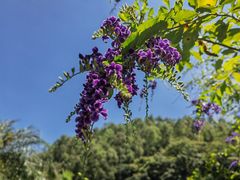 -广州神农草堂中医药博物馆