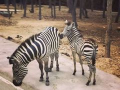 -清迈夜间动物园