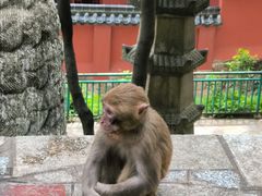 -黔灵山公园