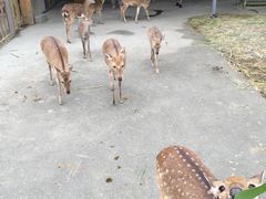 -鹿境梅花鹿生态园区