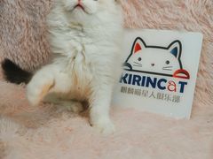 -十年猫舍·猫咪专门店(普陀店)