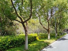 -昆山城市生态森林公园