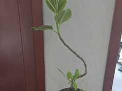 -浦江悦(陆家嘴保利广场店)