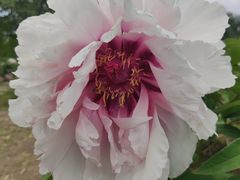 -黑龙江省森林植物园
