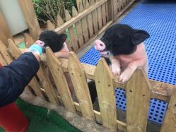 -萌宠亲子动物乐园(槐房万达店)