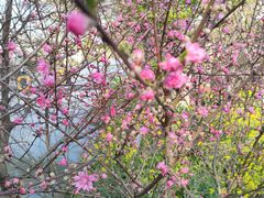 -南汇桃花村