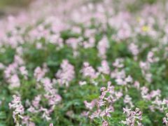 -舒家湾天主教堂