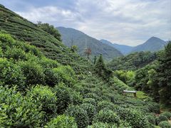 -龙坞茶村