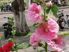 -东莞植物园