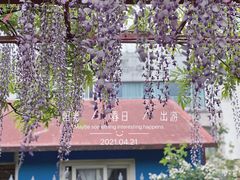 -嘉定紫藤园